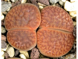 Lithops hookeri v.marginata (red-brown form) C053 (MG-1616.06) - 10 семян