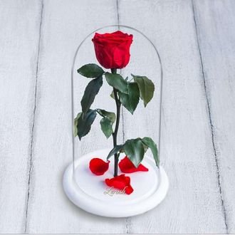 Стабилизированная роза в колбе Lerosh - Mini 27 см, Красная на белой подставке
