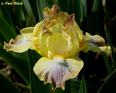 SKETCH/СКЕТЧ  Black’15