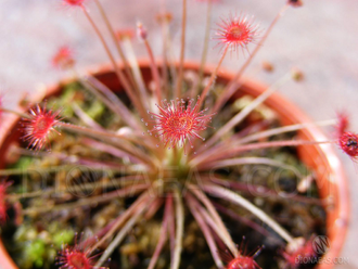 Drosera "Paradoxa"