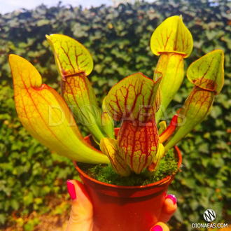 Sarracenia x alata x catesbaei