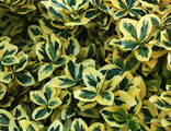 Бересклет Форчуна Эмеральд Голд (Euonymus fortunei Emerald Gold) (3л)