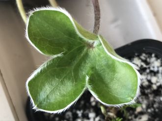 Hepatica maxima