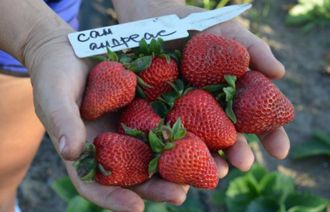 Клубника ремонтантная &quot;Сан-Андреас&quot;