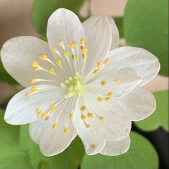 Anemonella thalictroides “ Diamant”