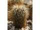 Echinofossulocactus vaupelianus (MG)