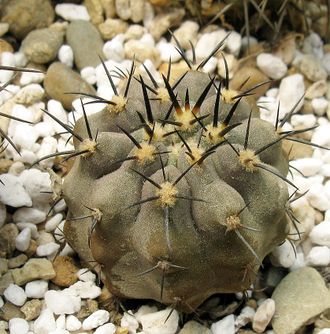 Copiapoa lembckei KK 70 (MG)