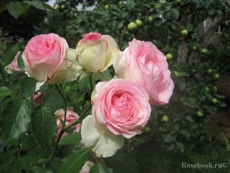 Пьер де Ронсард роза
