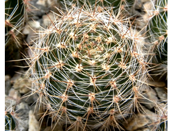 Echinopsis hybrid `Tears of Competitor` x `Ayacucho` ex Wessner (D=35-40mm)