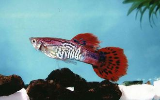 Гуппи красная кобра (Poecilia reticulata) Red Cobra Guppy Male &quot;импорт-самцы&quot;