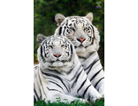 Тигры альбиносы Ah0945  (алмазная мозаика)  mgm-mt avmn