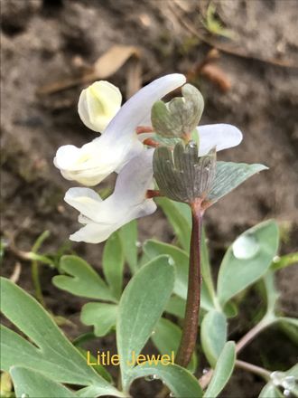 Corydalis solida &quot;Little Jewel&quot;