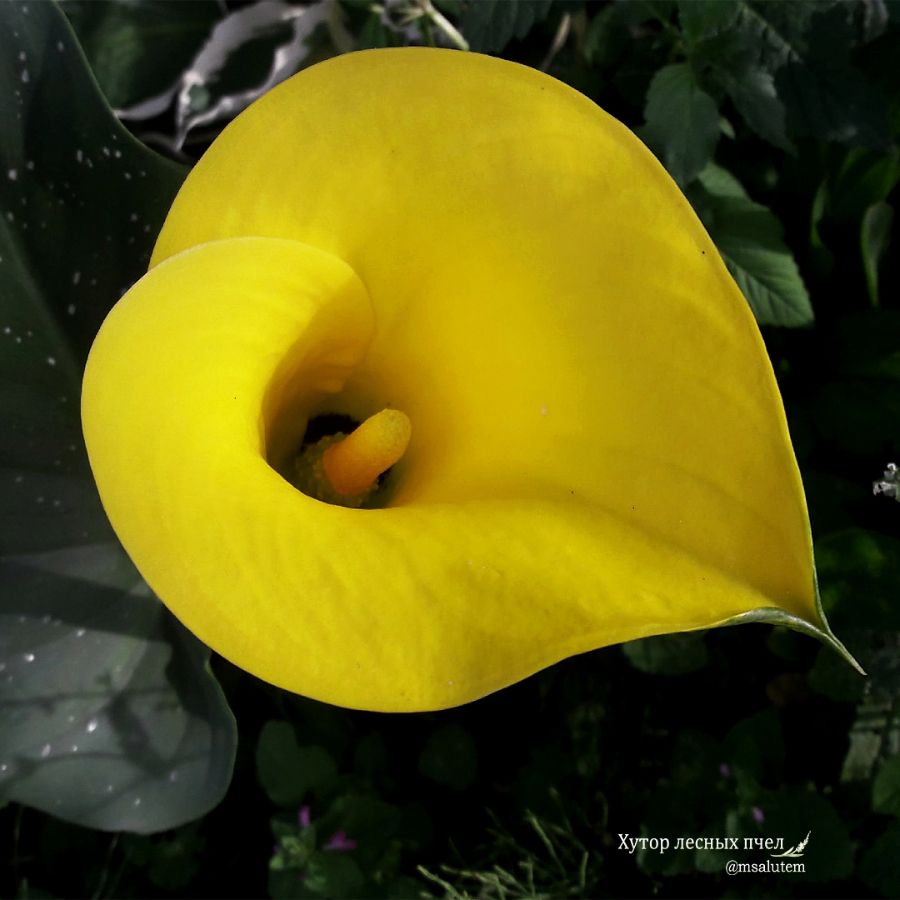 Calla Lily 'Best Gold'  Калла Бест Голд
