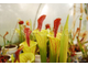 Sarracenia Lidless