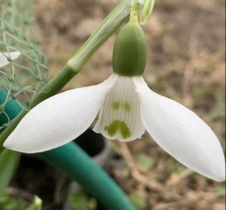 Galanthus elwesii “El Bandito”