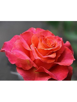 Апачи (Apache) роза