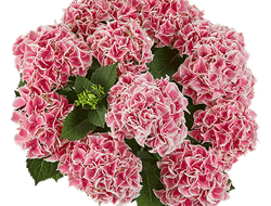 Саксон Кенди Херт Пинк (Hydrangea macrophylla Saxon Candy Heart Pink)