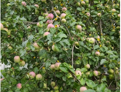 Сок яблочный свежевыжатый натуральный | ферма СытникЪ