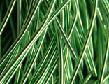 Канитель гладкая Цвет А21 Светло-зеленый 0,9 мм, цена за 1 метр