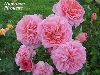 Сорт розы Пируэтт (Pirouette)