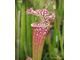 Sarracenia leucophylla Tarnok