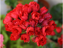 Carmen Andrea - пеларгония тюльпановидная - описание сорта, фото - купить черенок в Перми и почтой
