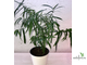 Ficus Ulmifolia / фикус ульмифолия