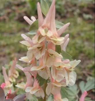 Corydalis solida “Enno”