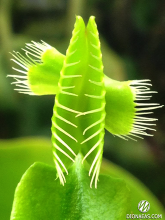 Dionaea muscipula Mirror