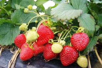 Садовая земляника Вима Кимберли С1