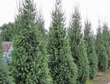 Ель обыкновенная Купрессина(Picea abies Cupressina) (20-40/5-7.5л)