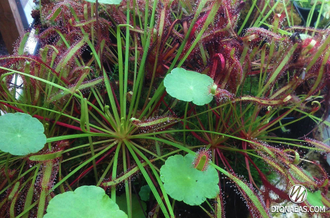 Drosera Capensis Red Leaf