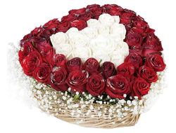 Сердце из 51 розы белой и красной в корзине