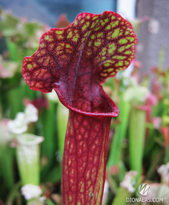 Sarracenia Hybrid 1