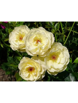 Зонненширм (Sonnensсhirm) роза