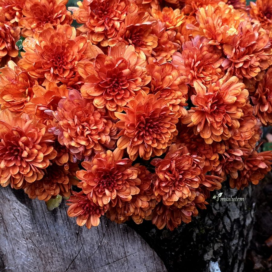 Chrysanthemum Bransound Dark Orange  Мультифлора Брансаунд Дак Оранж