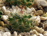 Echinofossulocactus grandicornis SB 437