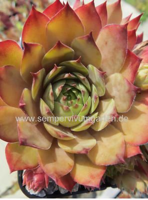 Sempervivum Goovy