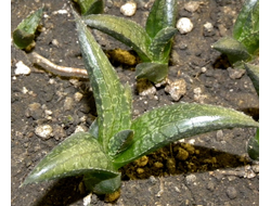 Haworthia venosa ssp.tessellata - укорененная детка