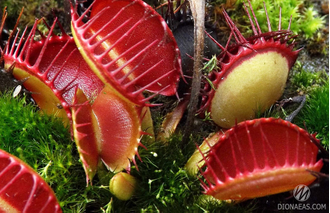 Dionaea muscipula Cross teeth