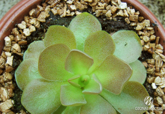 Pinguicula Sethos