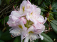 Альбум рододендрон гибридный (Rhododendron hybrid Album)