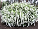 Грефшейм спирея серая(Spiraea cinerea Grefsheim)(30-40/3л)