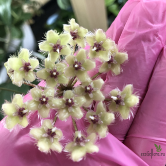 Hoya soidaoensis