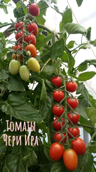 семена томаты "Черри Ира" 5 шт.