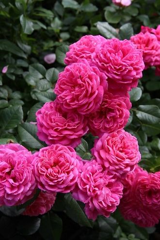 Дан пансет (Dan Poncet), шраб. Massad Дан пансет (Dan Poncet), шраб. Massad