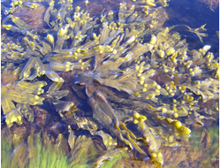Морские водоросли абсолют