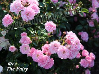 Почвопокровные розы - Сорт Фейри (The Fairy).