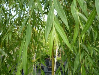 Ива золотистоволосистая (Salix sepulcralis)