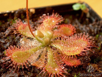 Drosera sp. Auyan Tepui